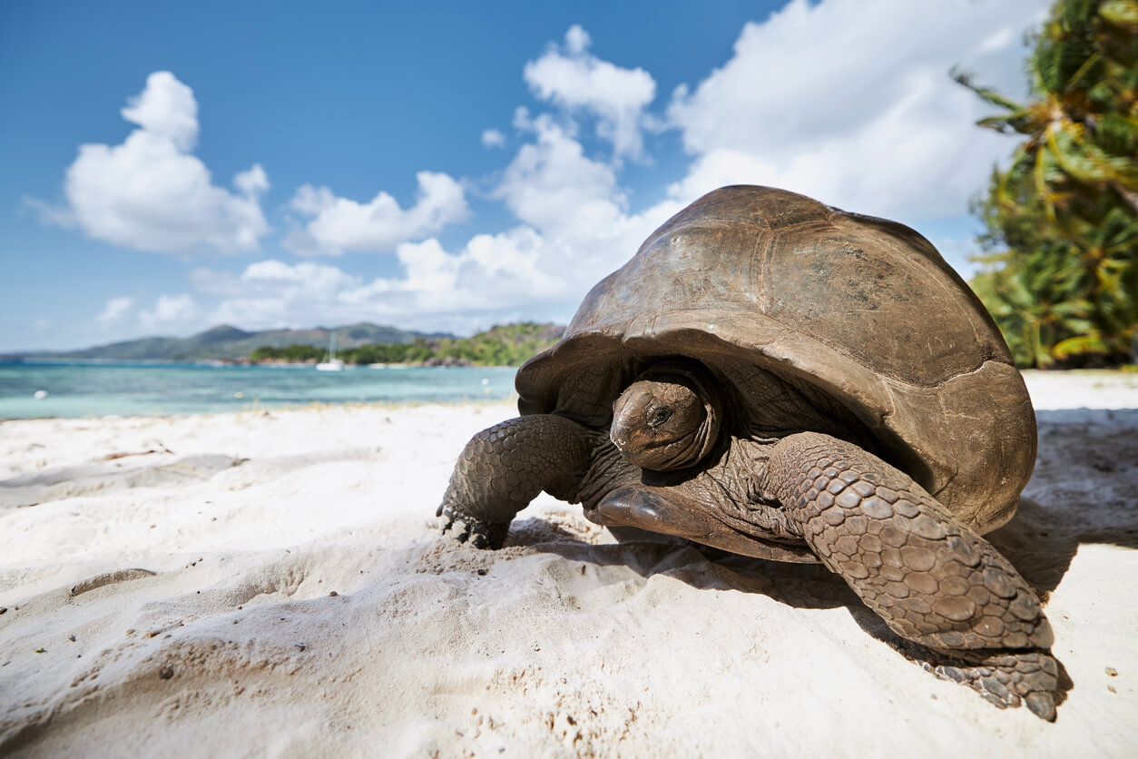 Seychelles, un paraíso en el océano Índico