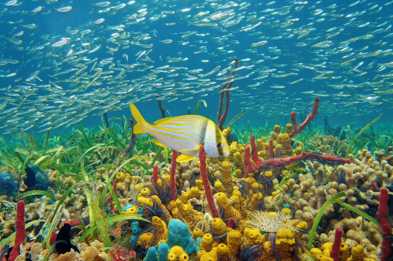 Bucea en el Parque Tayrona, Colombia