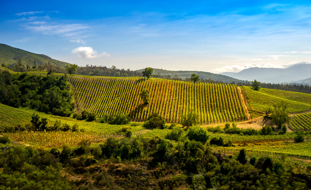Descubre el sabor del vino chileno